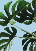 Gatenplant (Monstera) | A3 poster | Blauwe achtergrond