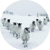 Glasschilderij schapen - schilderij fotokunst - winter - Foto print op glas - diameter 80 cm - woonkamer slaapkamer