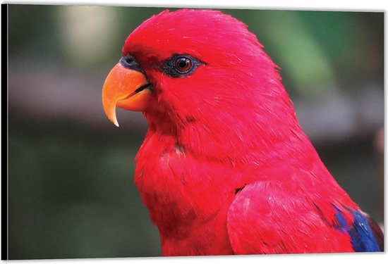 Dibond -Hoofd Rode Papagaai Foto op Aluminium (Met ophang)