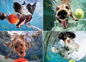Underwater Dogs
