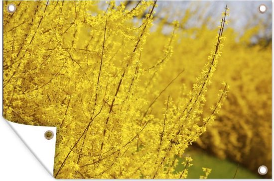 Forsythia struik met veel gele bloemen Tuinposter 90x60 cm - Tuindoek /  Buitencanvas /... | bol.com