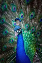 Pauw op Geborsteld Aluminium - WallCatcher | Staand 70 x 105 cm | Peacock Portrait