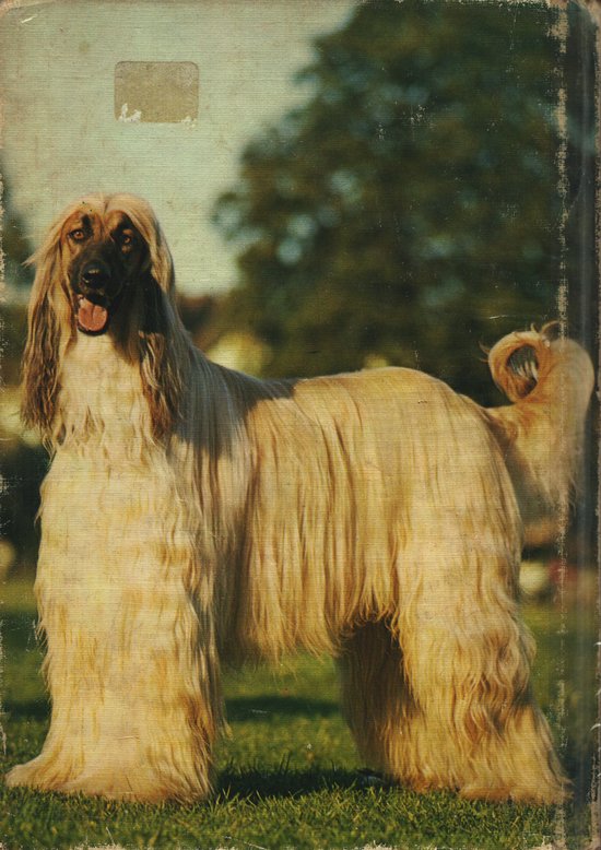 9789062480470 - Afgaanse windhond