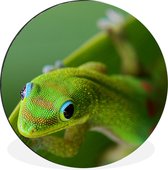 Gecko vert souriant Cercle mural aluminium