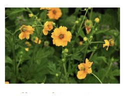 6 x Trollius chinensis 'Golden Queen' - KOGELBLOEM , KOGELBOTERBLOEM - pot 9 x 9 cm