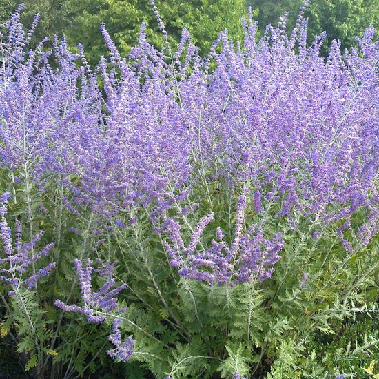 Perovskia 'Blue Spire' - Blauwspirea 30-40 cm in pot