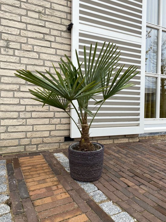 Winterharde palmboom - Trachycarpus Ø21 - Green Bubble