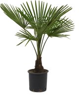 Winterharde palmboom - Trachycarpus Ø21