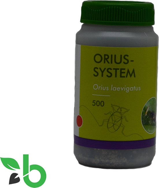 Beste middel tegen trips 4 Roofwantsen tegen trips - Orius roofwants