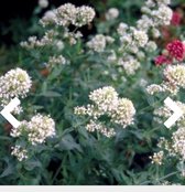 6 x CENTRANTHUS RUBER 'ALBUS' - WITTE VALERIAAN , SPOORBLOEM - pot 9 x 9 cm