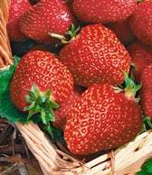 Jub Holland Korona Aardbeienplanten 10 Stuks - Zoet / Sappige Aardbeien - Kleinfruit - Aardbeien - Fruitplanten - Garden Select