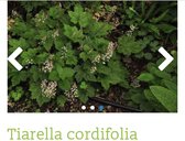6 x Tiarella cordifolia - PERZISCHE MUTS , SCHUIMBLOEM - pot 9 x 9 cm