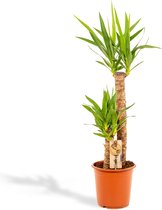 XL Yucca - Palmlelie -100 cm hoog, ø21cm - Grote Kamerplant - Tropische palm - Luchtzuiverend - Vers van de kwekerij