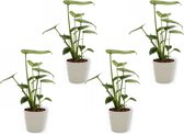 4x Kamerplant Monstera Deliciosa Tauerii – Gatenplant - ± 35cm hoog – 12 cm diameter  - in grijze pot