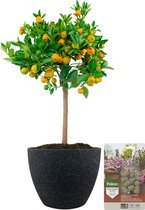 Pokon Powerplanten Citroenboom ↕60 cm - Buitenplant - in Pot (Nova, Terrazzo Zwart) - Citrus Calamondin - Plantenvoeding inbegrepen