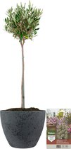 Pokon Powerplanten Olijfboom op stam ↕80 cm - Buitenplant - in Pot (Nova, Betonlook Donkergrijs) - Olea Europaea - Olijfboom voeding inbegrepen
