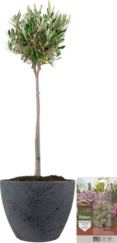Pokon Powerplanten Olijfboom op stam ↕80 cm - Buitenplant - in Pot (Nova,  Betonlook... | bol.com