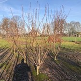 Japanse Sierkers - Prunus Serrulata Kanzan | Hoogte: 300 - 350 cm