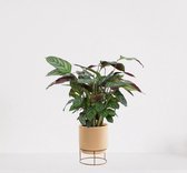 Calathea Compactstar in luxe sierpot Emma Vanille – luchtzuiverende kamerplant – pauwenplant – living plant - ↕35-45cm - Ø13 – geleverd met plantenpot – vers uit de kwekerij