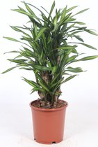 Kamerplant van Botanicly – Drakenboom – Hoogte: 75 cm – Dracaena derem. Ricki