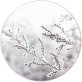 Label2X - Muurcirkel snowy twig - Ø 60 cm - Dibond - Multicolor - Wandcirkel - Rond Schilderij - Muurdecoratie Cirkel - Wandecoratie rond - Decoratie voor woonkamer of slaapkamer