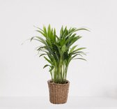 Areca in siermand Amber Grof – luchtzuiverende kamerplant – eenvoudig te onderhouden Goudpalm - ↕35-50cm - Ø13 – geleverd met plantenpot – vers uit de kwekerij