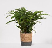 Calathea Blue Grass in siermand Amber Naturel – luchtzuiverende kamerplant – pauwenplant – living plant - ↕50-65cm - Ø18 – geleverd met plantenpot – vers uit de kwekerij