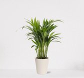 Areca in sierpot Babe Wit – luchtzuiverende kamerplant – eenvoudig te onderhouden Goudpalm - ↕35-50cm - Ø13 – geleverd met plantenpot – vers uit de kwekerij