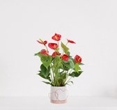 Anthurium rood in luxe sierpot Addit Hearts Roze – bloeiende kamerplant – flamingoplant –  ↕40-50cm - Ø13 – geleverd met plantenpot – vers uit de kwekerij