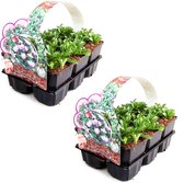 Mazus (Mazus reptans) - bodembedekker - 12 planten (2x sixpack)