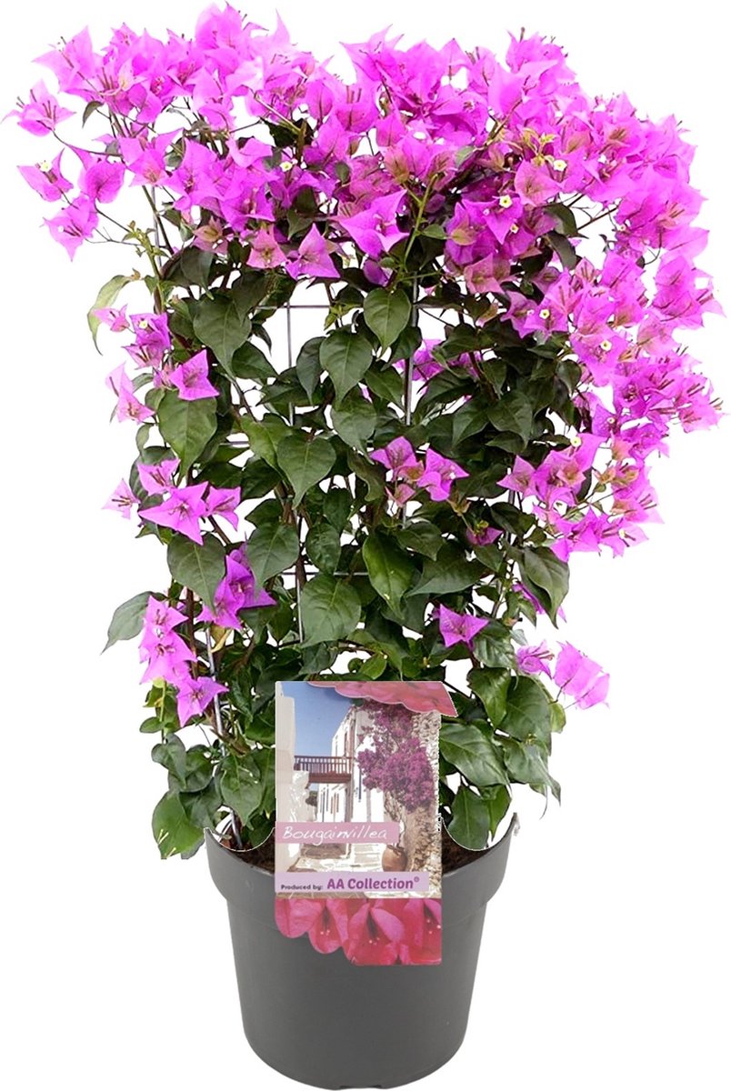 Oranje Bougainvillea - Bougainvillea 'Dania' - Hoogte 50-60cm - ⌀17cm | Leen Bakker
