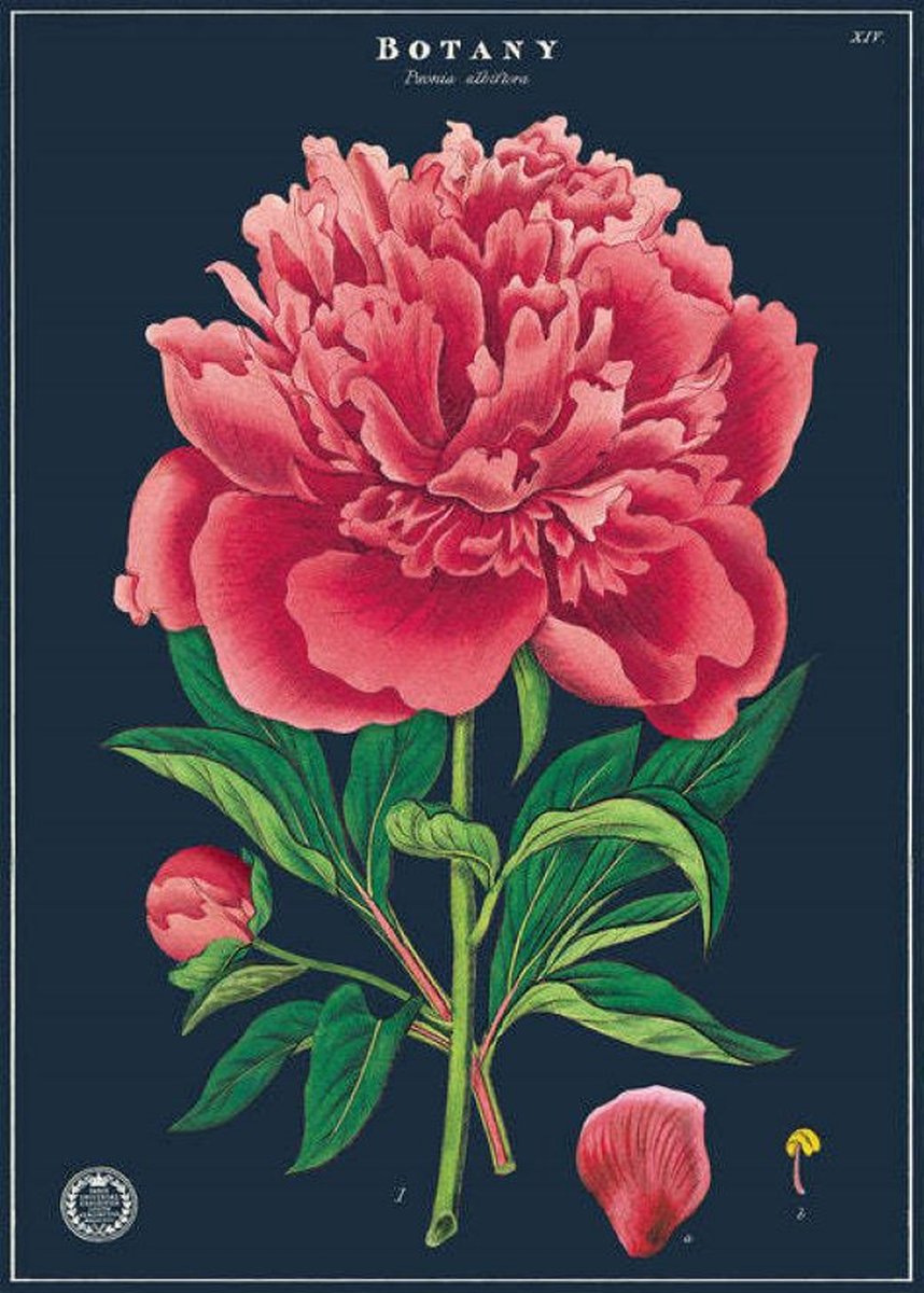 Cavallini & Co Poster Botany - Cavallini & Co - Vintage Schoolplaat Multi Color