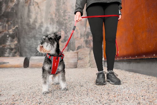 Harnais De Voiture Chien EzyDog – Ceinture Sécurité Réfléchissante, Rembourré, Taille L Rose