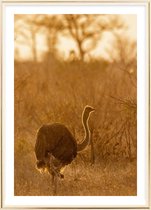 Poster Met Metaal Gouden Lijst - Afrikaanse Struisvogel Poster