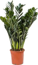 Zamioculcas Zamiifolia Super Nova S 50 cm kamerplant