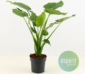 Kamerplant van Botanicly – Olifantsoor – Hoogte: 65 cm – Alocasia Cucullata