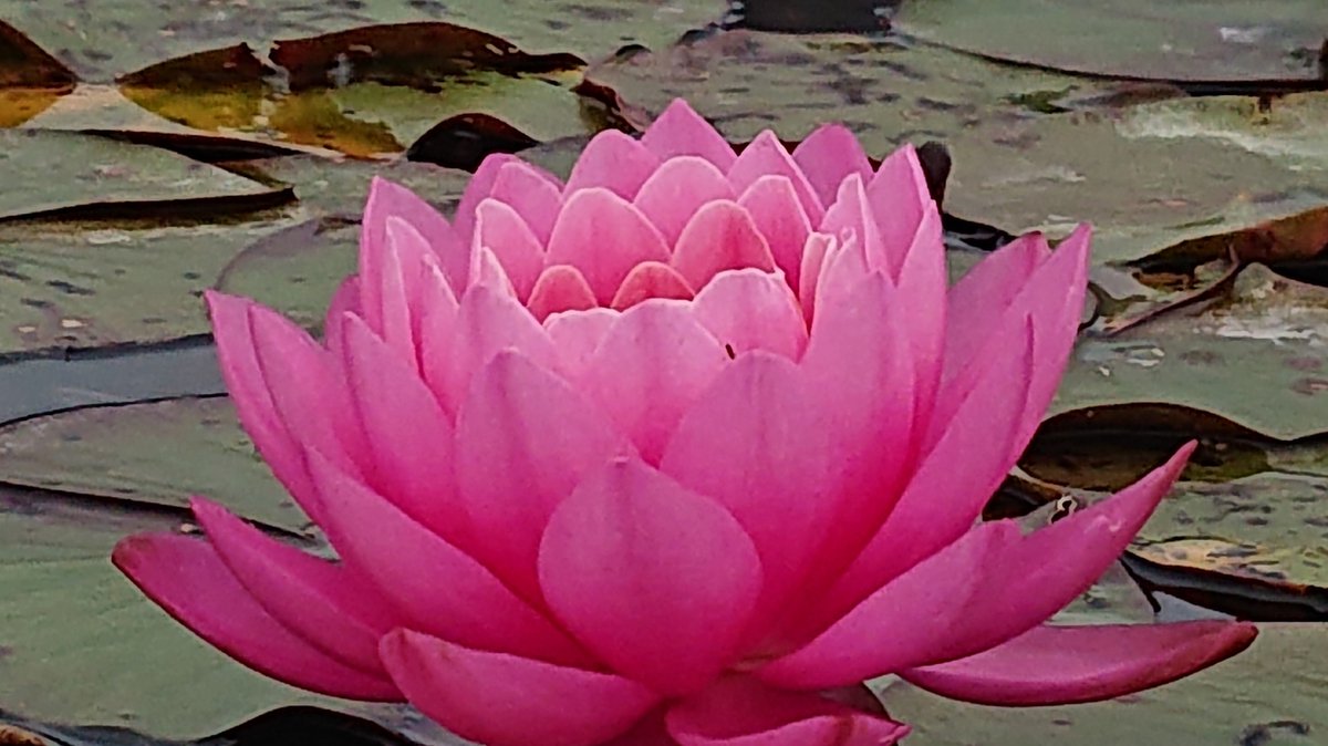 Waterlelie Nymphaea James Brydon (Rode waterlelie) - Vijverplant- Vijverklaar opgeplant in een mand van 19 x 19 cm - Lang bloeiende, middelgrote, roze-rode waterlelie - Vijverplanten Webshop