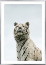 Poster Met Metaal Zilveren Lijst - Panthera Tigris Poster