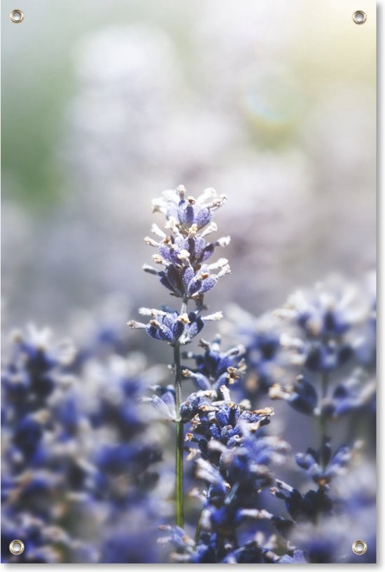 Tuinposter Lavendel | 80 x 120 cm | Wanddecoratie Buiten | Tuin Schilderij