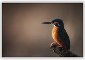 IJsvogel op Tak - Foto op Dibond - Aluminium Schilderij - Foto in Natuur - 120x80 cm