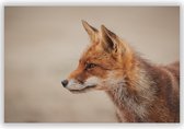 Vos Kijkend in het Wild op Aluminium - Foto op Dibond - Aluminium Schilderij - Foto in Natuur - 60x40 cm