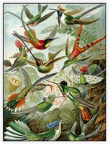 Trochilidae (of Kolibries), Ernst Haeckel - Foto op Akoestisch paneel - 120 x 160 cm