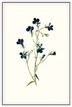 Tuinlobelia (Blue Lobelia White) - Foto op Akoestisch paneel - 60 x 90 cm