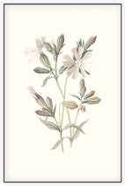 Avondkoekoeksbloem (White Campion) - Foto op Akoestisch paneel - 60 x 90 cm