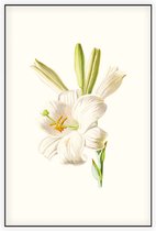 Madonnalelie (White Lily) - Foto op Akoestisch paneel - 100 x 150 cm