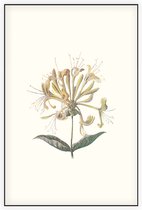 Kamperfoelie (Honeysuckle) - Foto op Akoestisch paneel - 150 x 225 cm