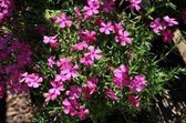 6 x Phlox subulata 'Mcdaniel's Cushion' - Vlambloem , Kruipende Phlox in pot 9x9 cm