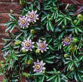 Passiflora caerulea 70- 80cm - 2 stuks - passiebloem - roomwitte bloem met lila paarse kroon - rijke bloei - 2 liter pot -