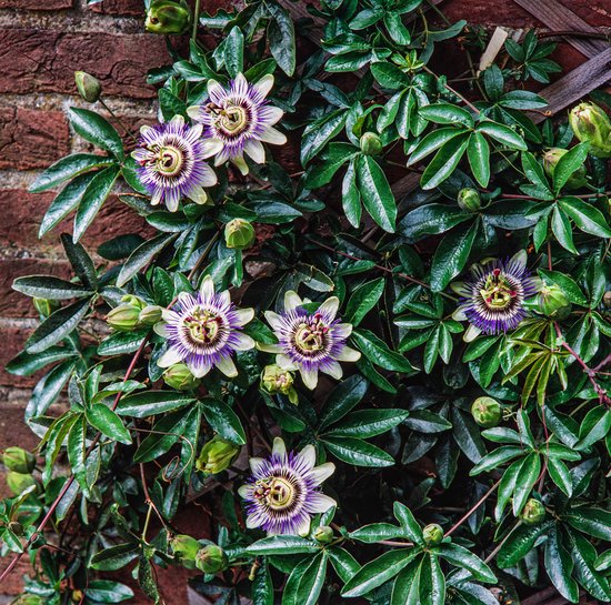 Foto: Passiflora caerulea 70 80cm 2 stuks passiebloem roomwitte bloem met lila paarse kroon rijke bloei 2 liter pot 