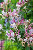 Lonicera per. 'Serotina' 70- 80cm -2 stuks - bont blad - witte bloemen - roze knoppen - 2 liter pot